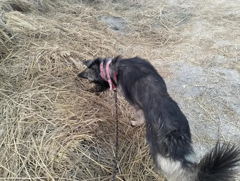 German Sheford — photo 2