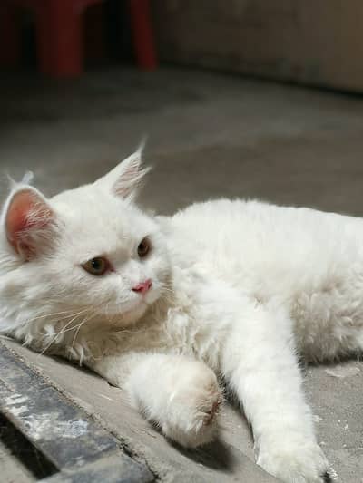 Persian Cat