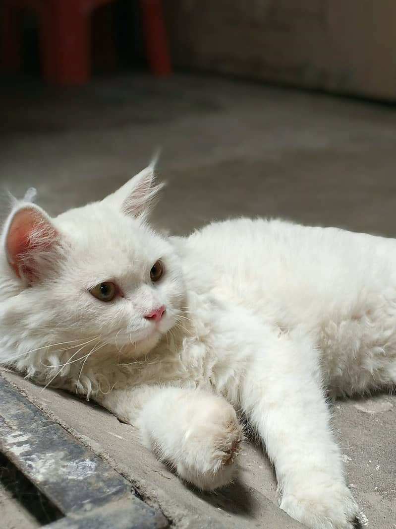 Persian Cat 0