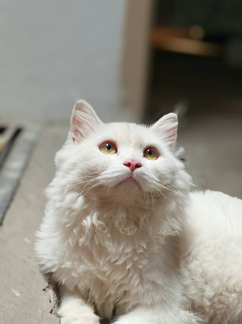 Persian Cat 1