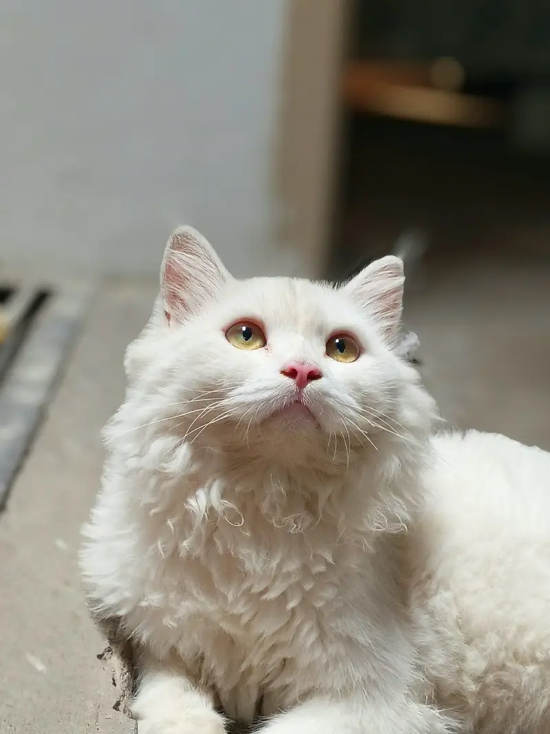 Persian Cat — photo 2