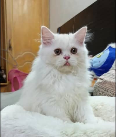 Persian kitten/cat /Triple coat/punch face kitten/ cat