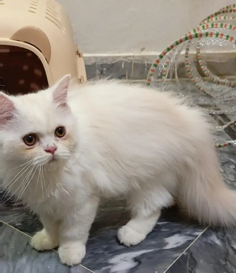 Persian kitten/cat /Triple coat/punch face kitten/ cat — photo 2