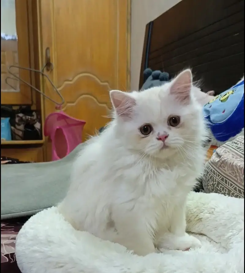 Persian kitten/cat /Triple coat/punch face kitten/ cat — photo 3