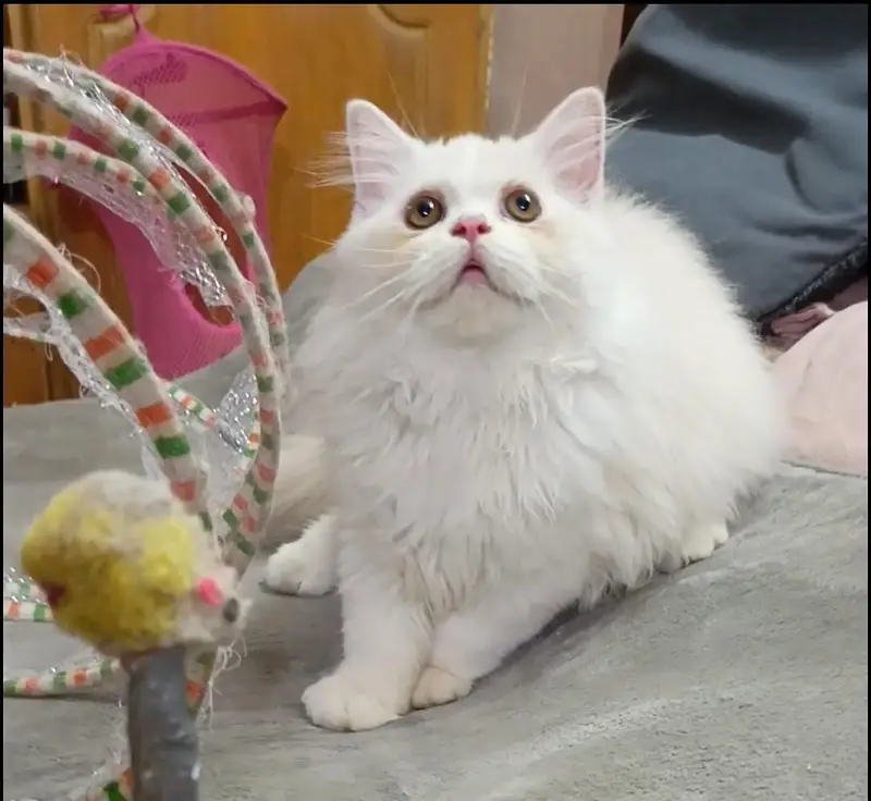 Persian kitten/cat /Triple coat/punch face kitten/ cat — photo 5