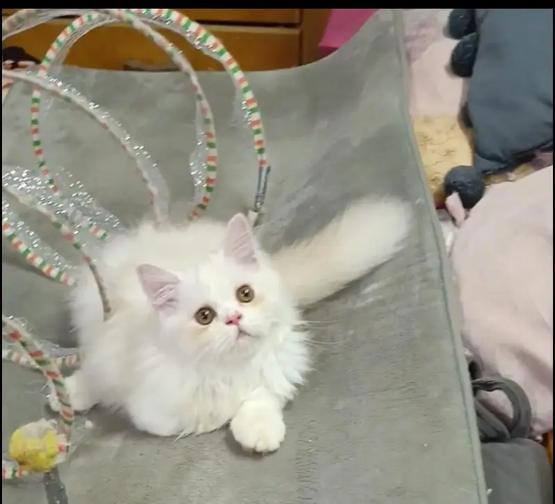 Persian kitten/cat /Triple coat/punch face kitten/ cat — photo 6