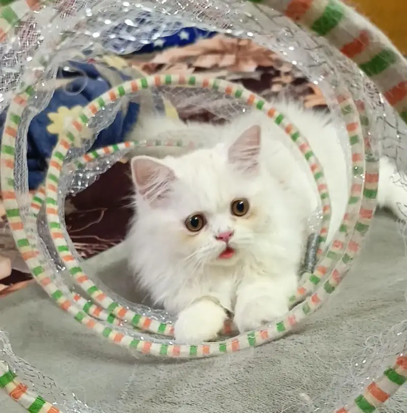 Persian kitten/cat /Triple coat/punch face kitten/ cat — photo 7