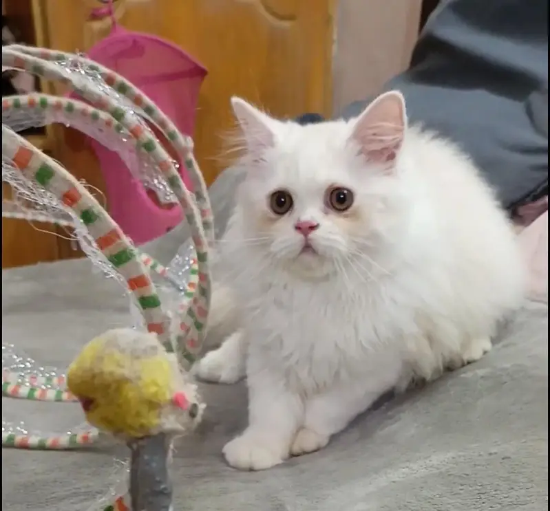 Persian kitten/cat /Triple coat/punch face kitten/ cat — photo 8