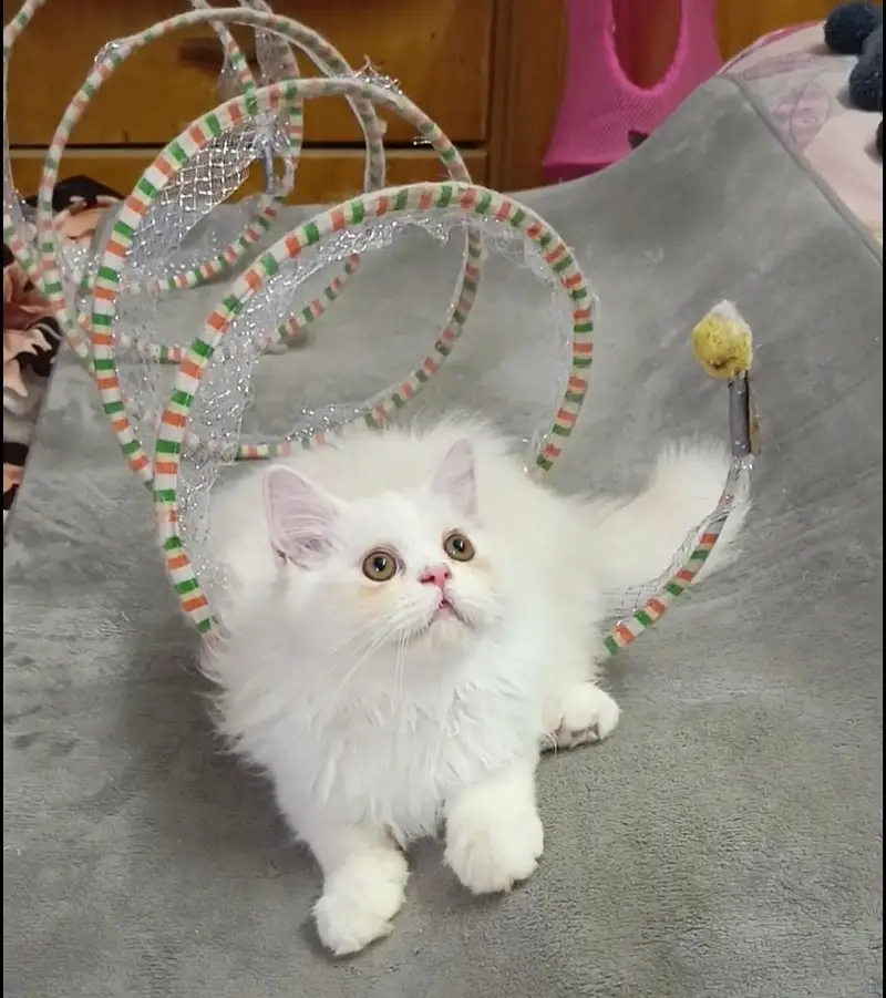 Persian kitten/cat /Triple coat/punch face kitten/ cat — photo 9