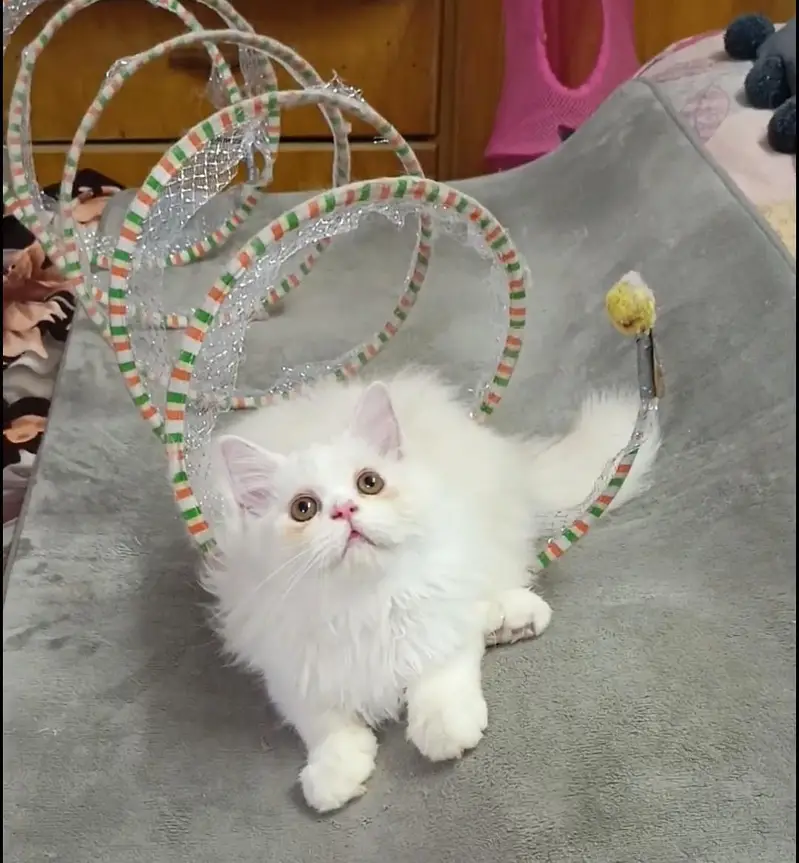 Persian kitten/cat /Triple coat/punch face kitten/ cat — photo 10