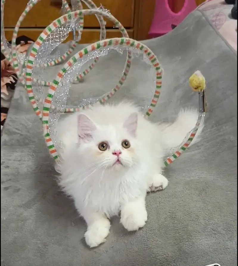 Persian kitten/cat /Triple coat/punch face kitten/ cat — photo 11