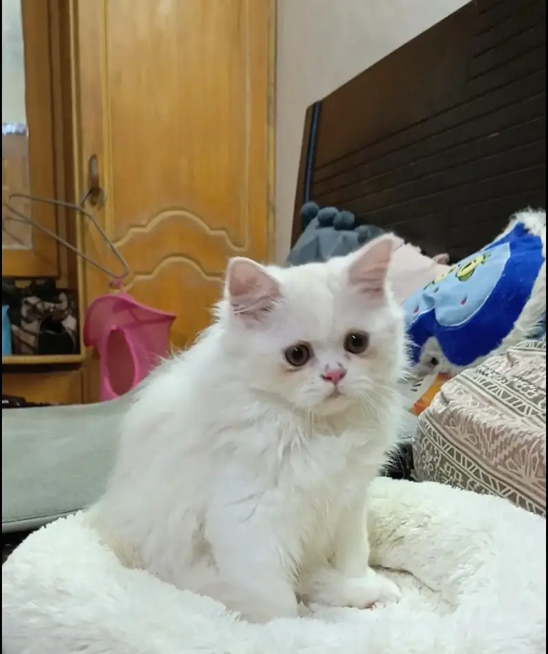 Persian kitten/cat /Triple coat/punch face kitten/ cat — photo 12