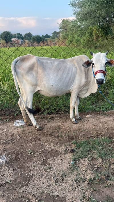 animal for sale