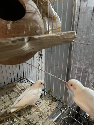 Breeder pair for sale