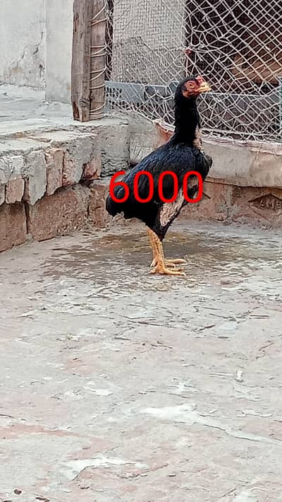 Aseel female for sale