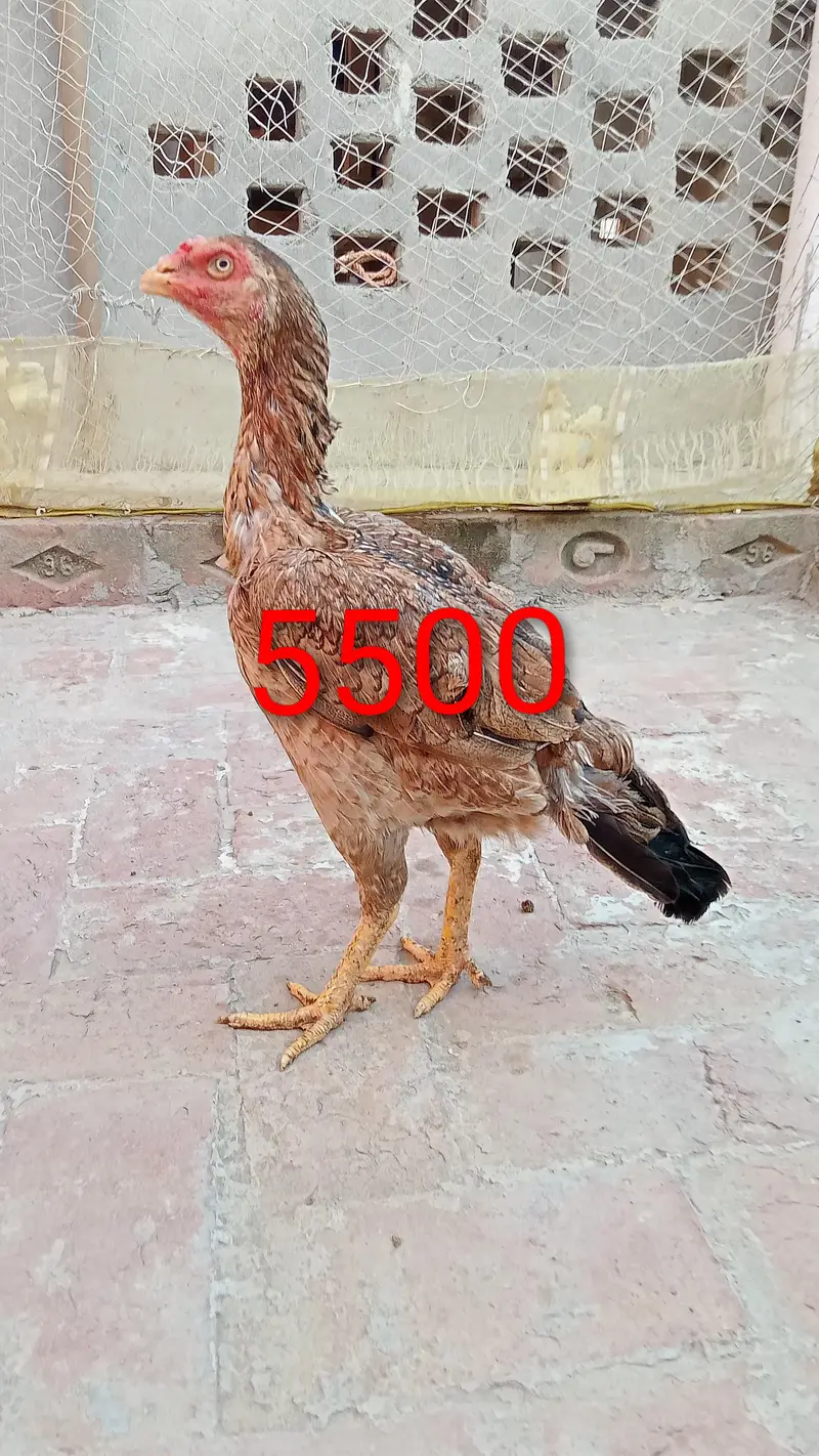 Aseel female for sale — photo 2