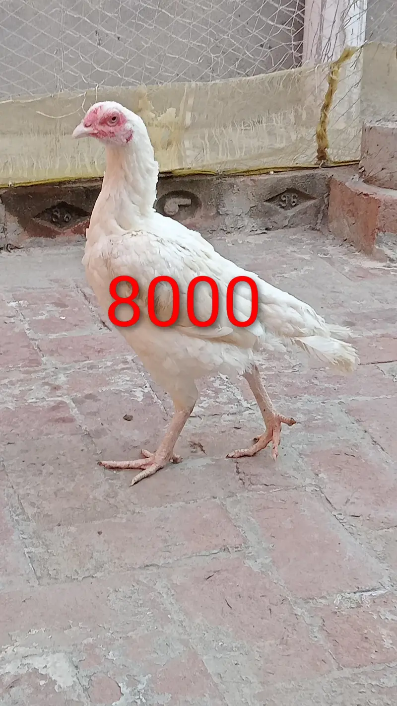 Aseel female for sale — photo 3