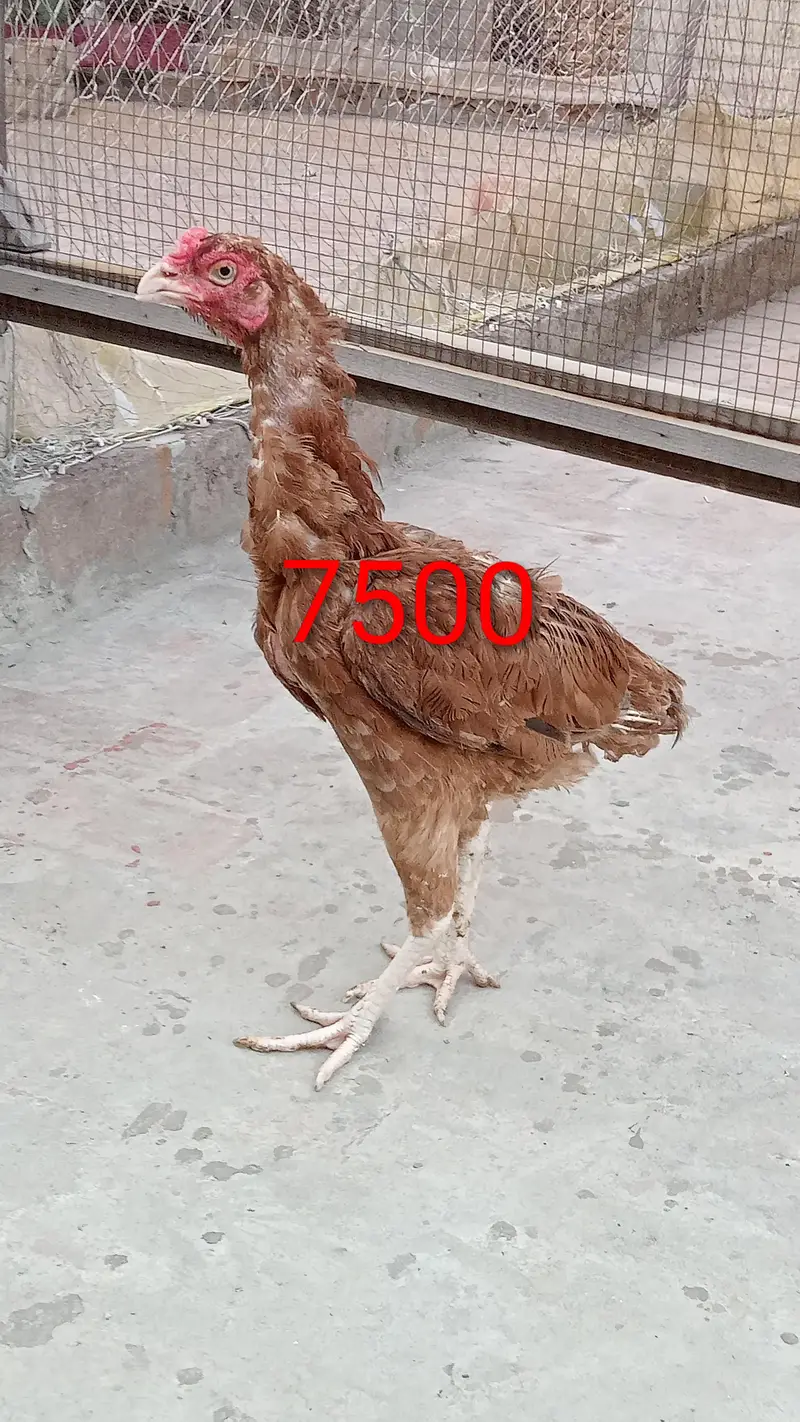 Aseel female for sale — photo 4