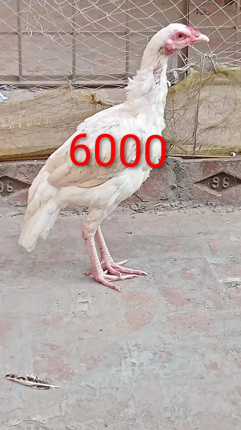 Aseel female for sale — photo 5
