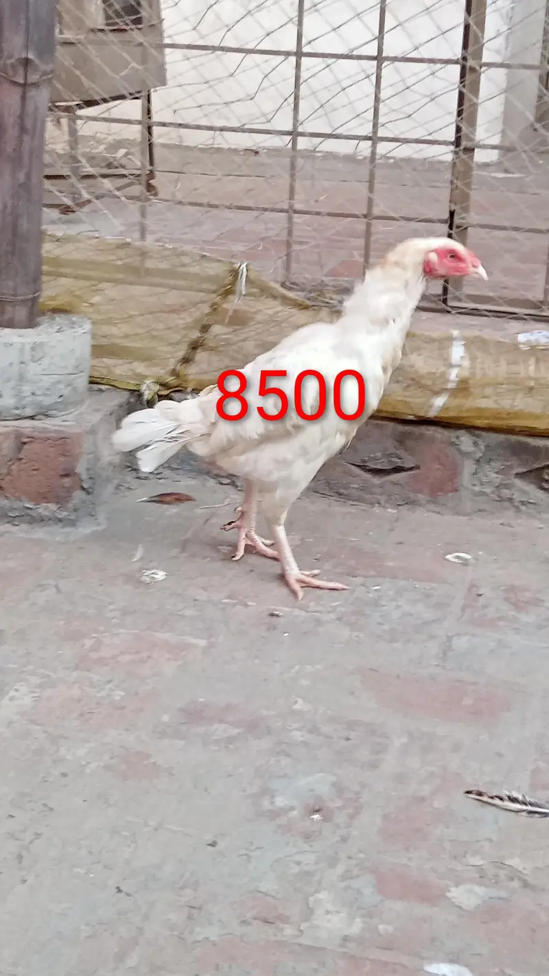 Aseel female for sale — photo 6