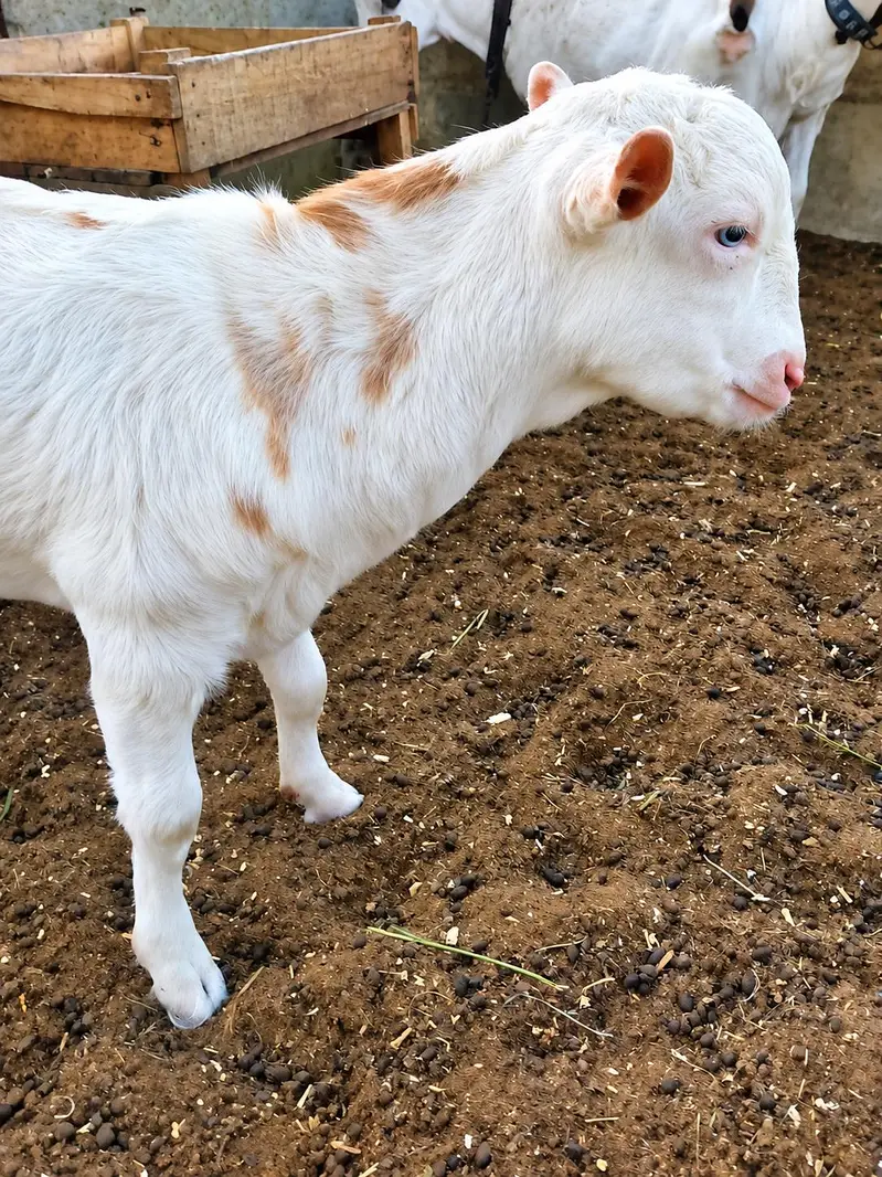 TOP QUALITY WHITE EYES TEDDA MALE — photo 2