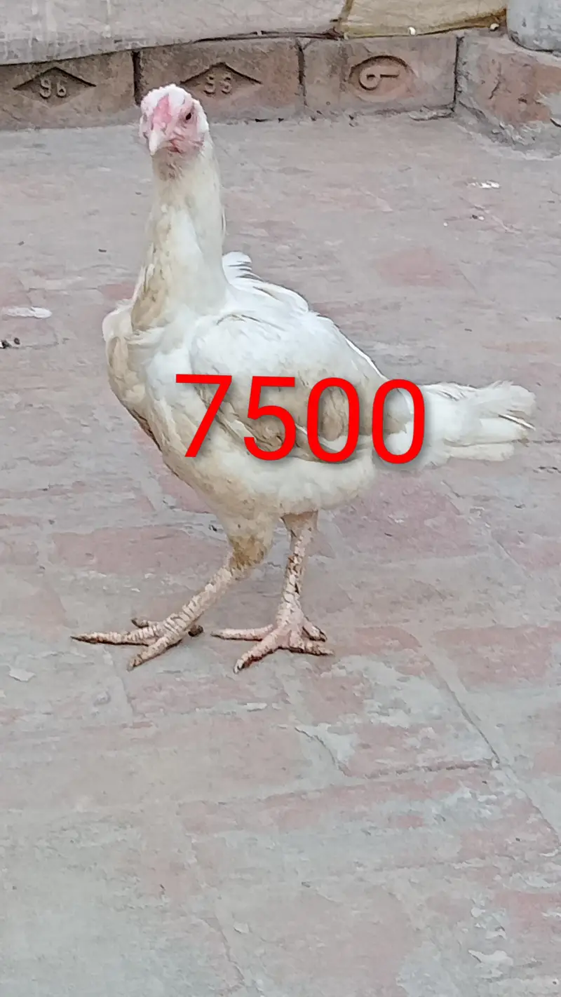 Aseel female for sale — photo 7