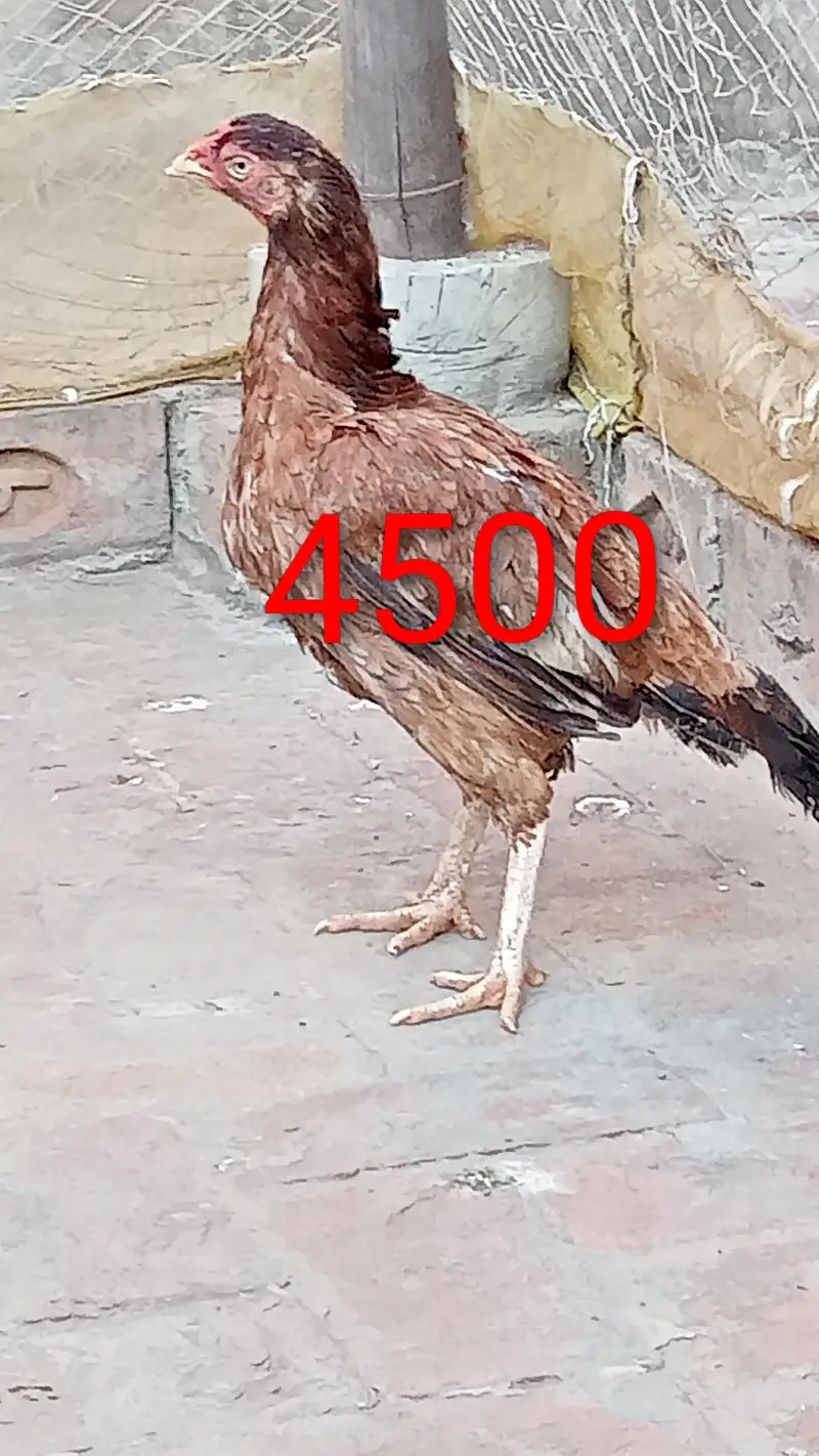 Aseel female for sale — photo 8