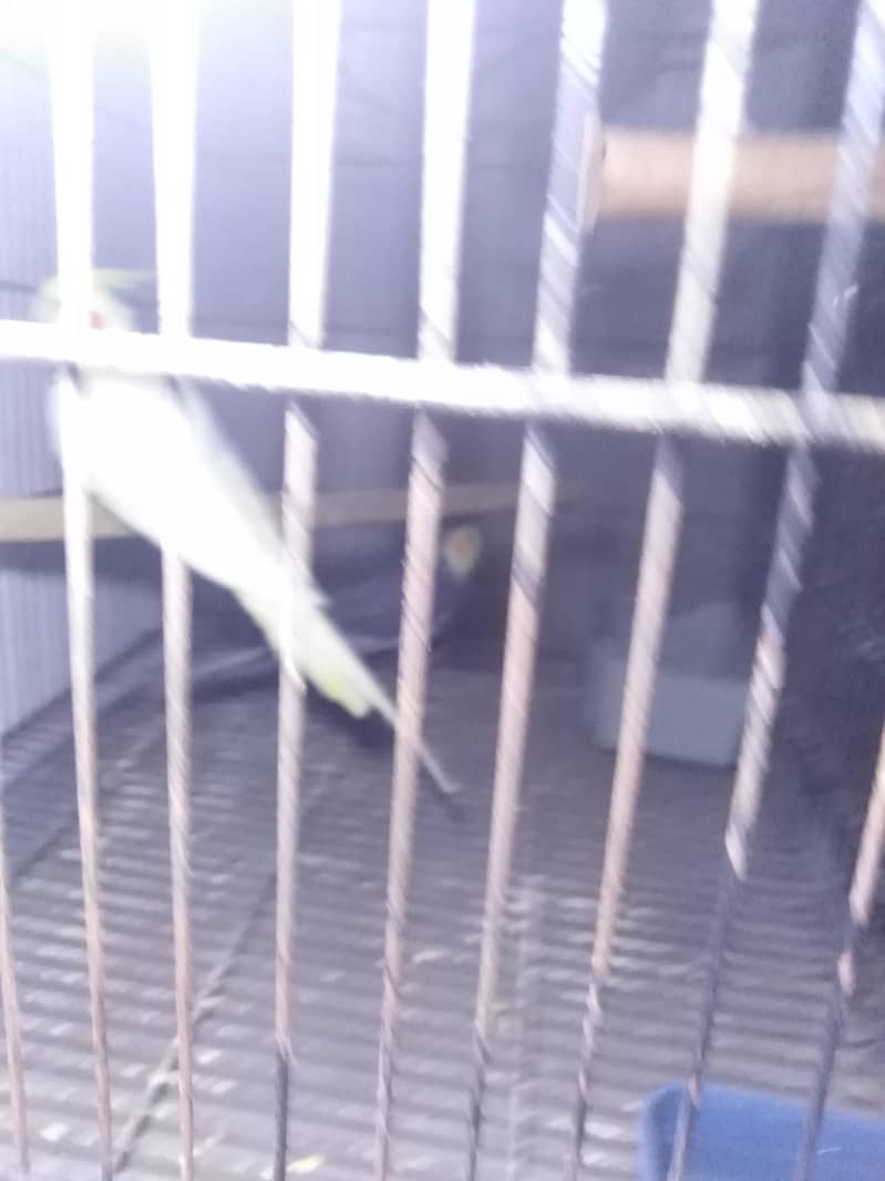 cockatial pair 1