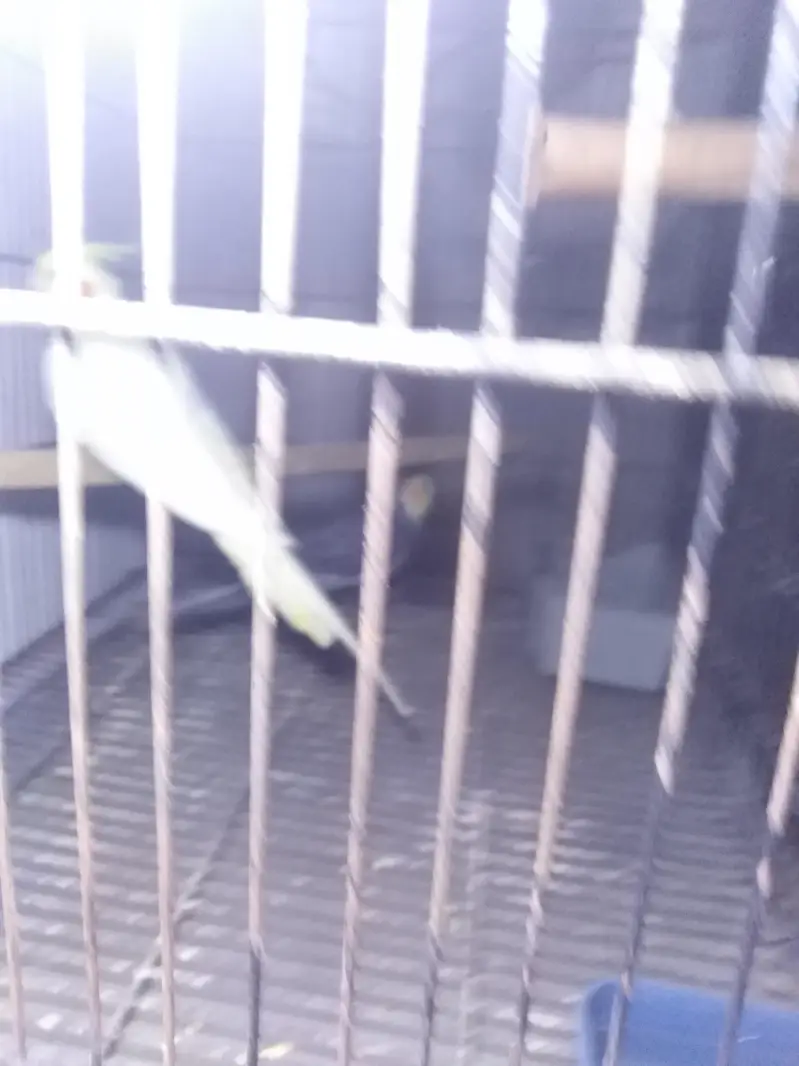 cockatial pair — photo 2