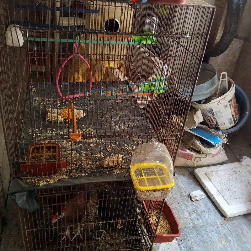 Hen For Sales With Cage — photo 2