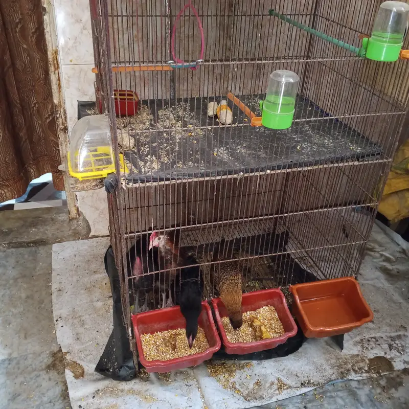 Hen For Sales With Cage — photo 3