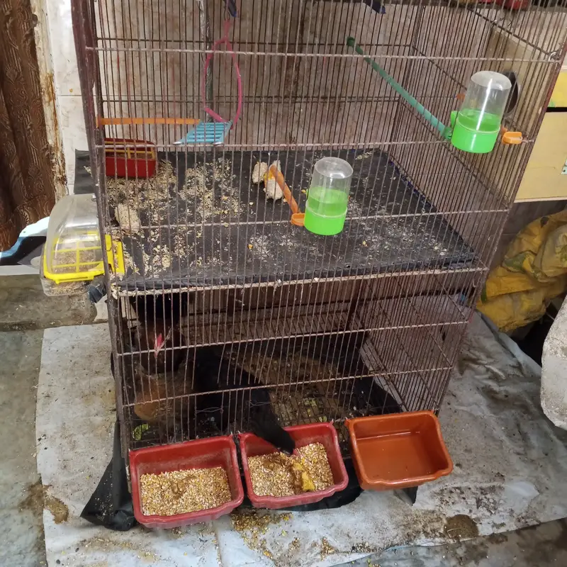 Hen For Sales With Cage — photo 4