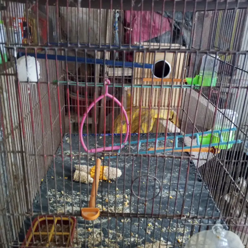 Hen For Sales With Cage — photo 5