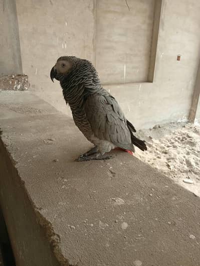 afrecan gray parrot