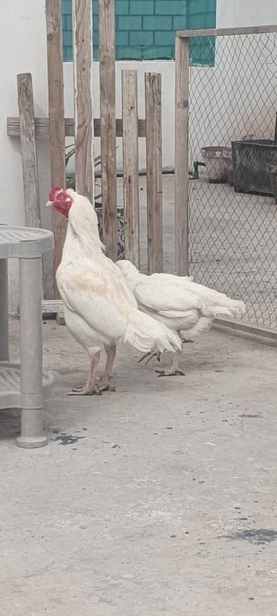 Heera aseel fertile eggs for sale.