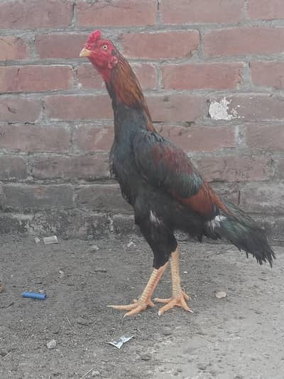 Aseel murga