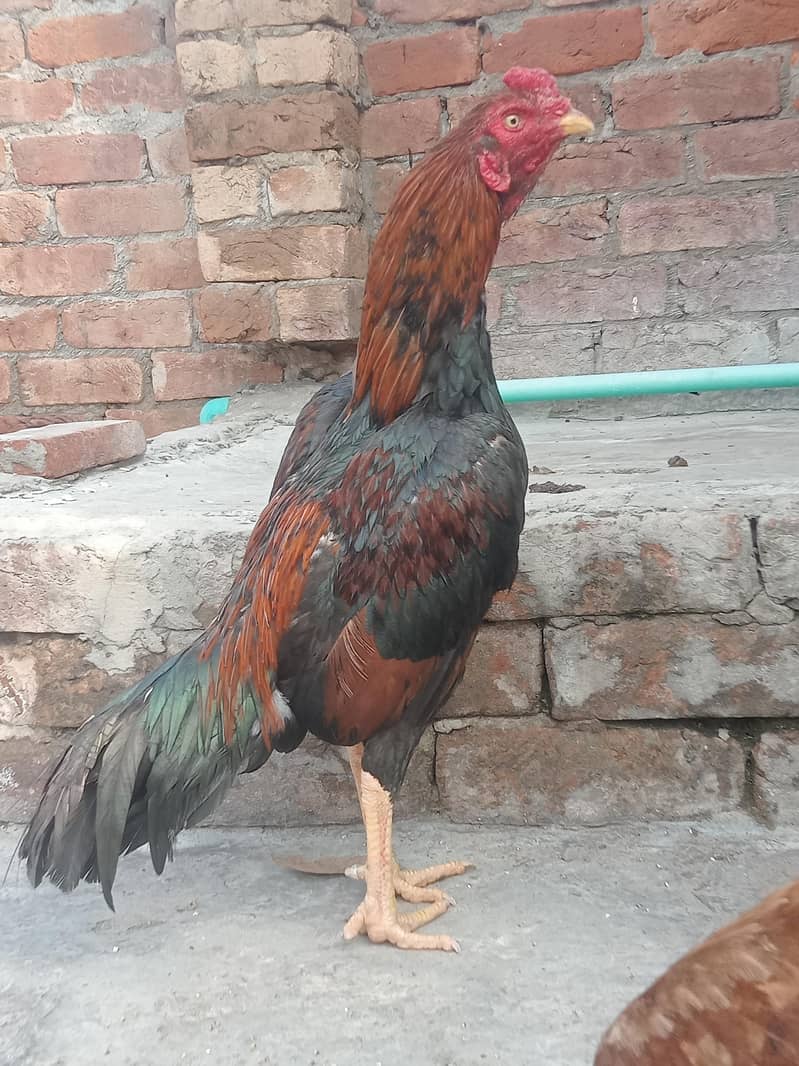 Aseel murga 2