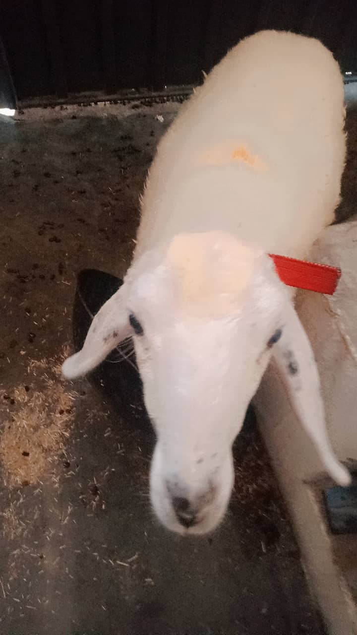 Sheep 0