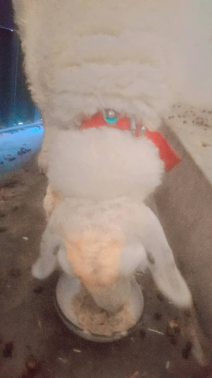 Sheep 2