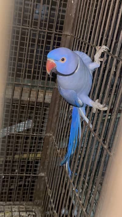 Voilet adult male for sale