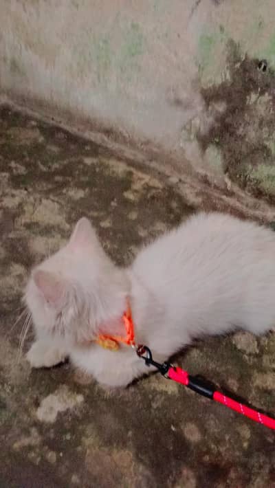 Persian male white