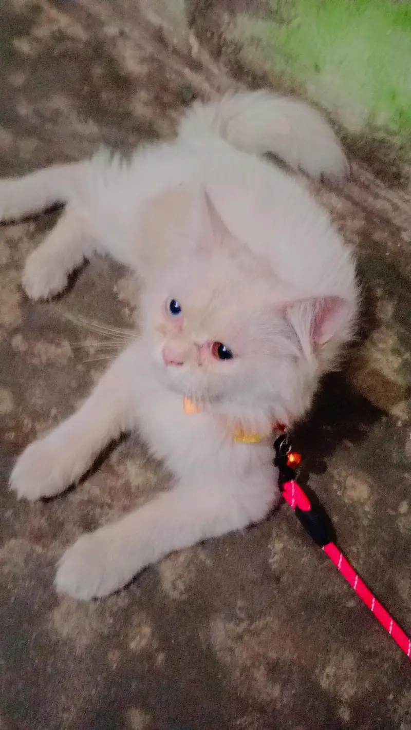 Persian male white — photo 2