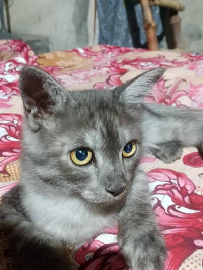 Persian male cat mix color brown and Black