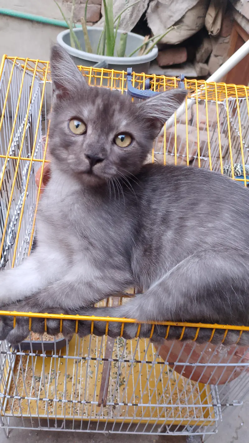 Persian male cat mix color brown and Black — photo 2