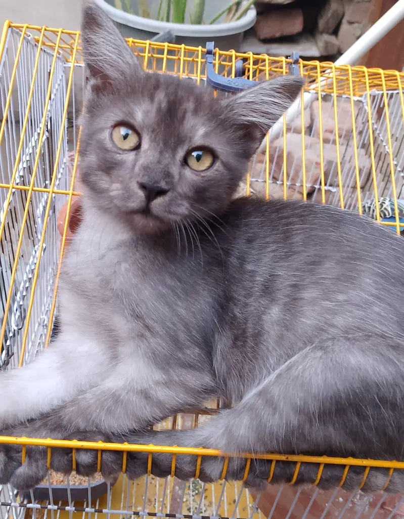 Persian male cat mix color brown and Black — photo 3