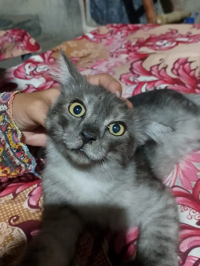 Persian male cat mix color brown and Black — photo 4