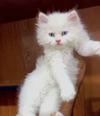 Want to sell my persian cat
