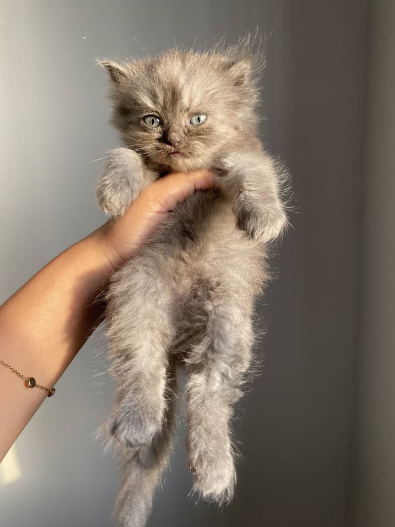 Kittens available 0