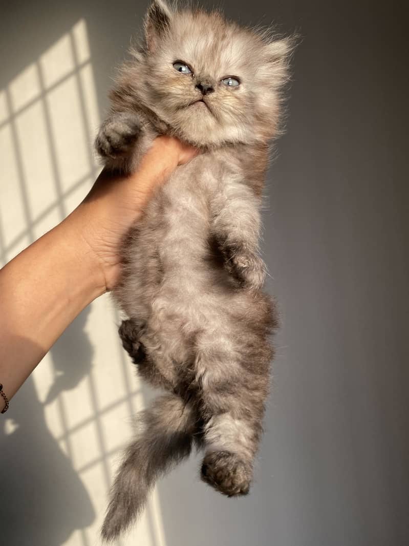 Kittens available 1