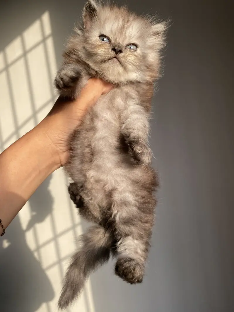 Kittens available — photo 2
